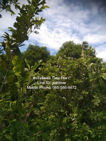 ID :  DSL-296 ขายด่วน ๆ ที่ดิน บ้านสวน 1 ชั้น 2 น. 2 น้ำ พร้อมสวนผลไม้ อ.เมืองนครปฐม  ขนาดเท่ากับ 31 SQ.WA 2 Ngan 7 ไร่  ไม่ไกลจาก ทางหลวงพิเศษหมายเลข 81: สายบางใหญ่-กาญจนบุรี (6.4 กม.) คุ้มค่าคุ้มราคา