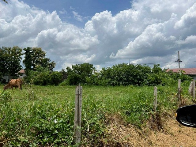 ลดราคาขายด่วน ที่ดิน ทำเลทอง หลังกาดฝรั่ง บ้านแหวน หางดง