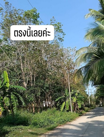 ขายที่สวนยางยกแปลง โฉนดครุฑแดง 5 ไร่ 30 ตารางวา ประจวบคีรีขันธ์