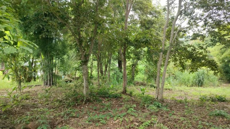 ขายที่ดิน 3  ไร่ ติดศูนย์พัฒนาคุณภาพชีวิตผู้สูงอายุ อ.วังน้ำเขียว จ.นครราชสีมา