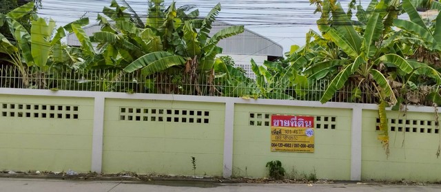 ขาย ที่ดินแปลงสวย 101 ตารางวา ทำเลเด่นย่านสะแกงาม 30 ทะลุเลียบด่วนกาญจนา บางขุนเทียน พระราม 2 