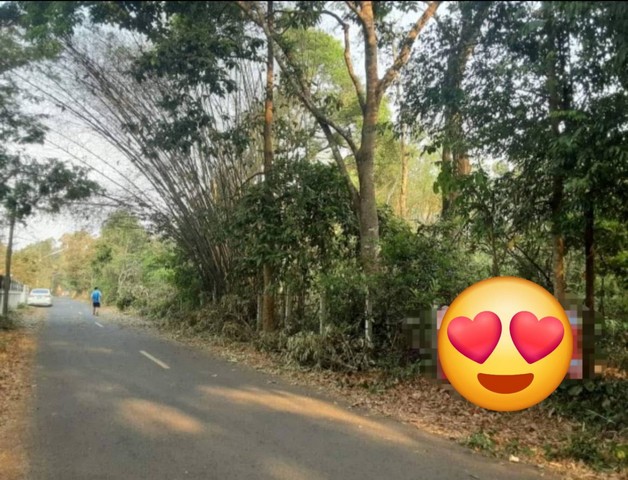 ขายที่ดินอำเภอเหล่าเสือโก้ก จังหวัดอุบลราชธานี  เนื้อที่ 3 ไร่ 1 งาน 33 ตารางวา