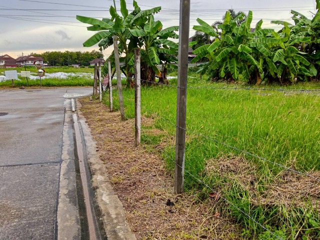 ขายที่ดินเมืองสระบุรี แปลงเล็ก1งาน60ตรว.ซอยเทศบาล5ดาวเรือง ใกล้วัดดาวเรือง ใกล้สบว.ใกล้เกตุพิชัย