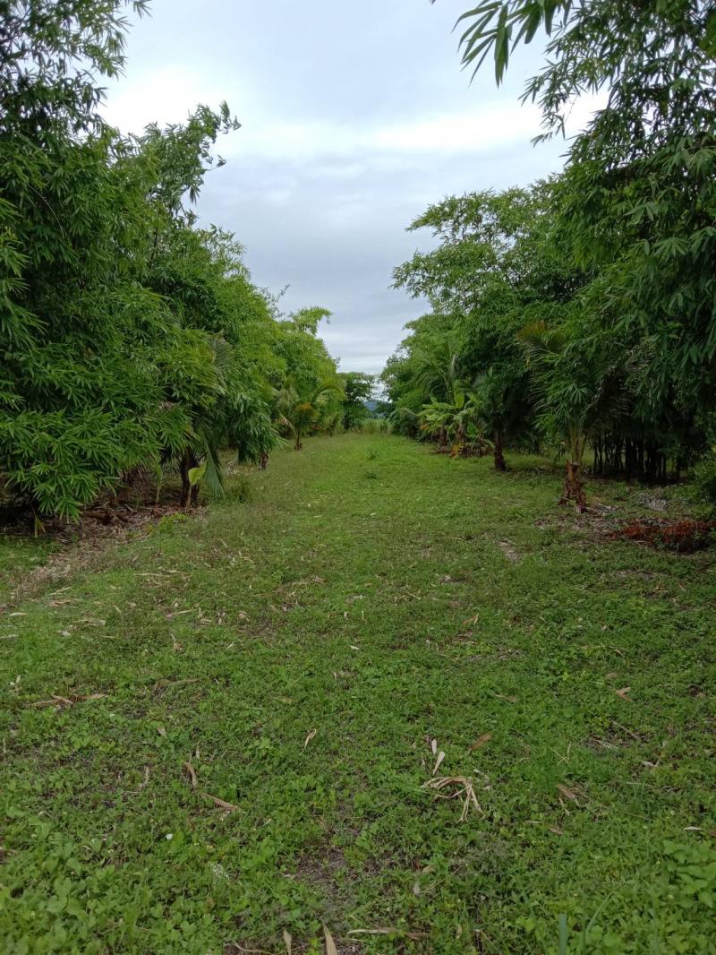 ขายที่ดินเปล่า ทำเลดี 6 ไร่ ตำบลพลับพลาไชย อำเภออู่ทอง จังหวัดสุพรรณบุรี 