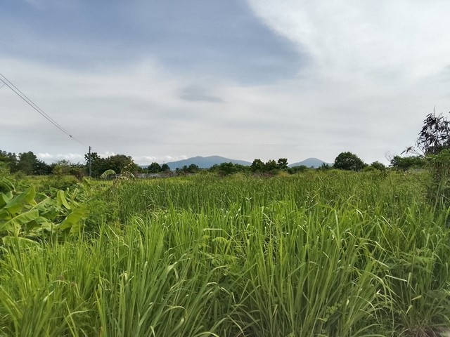 ขายที่ดินหนองตำลึงชลบุรี ที่ดินหนองตำลึง 6 ไร่ติดถนนคอนกรีต  ใกล้นิคมอมตะนครเฟส 8-9-10