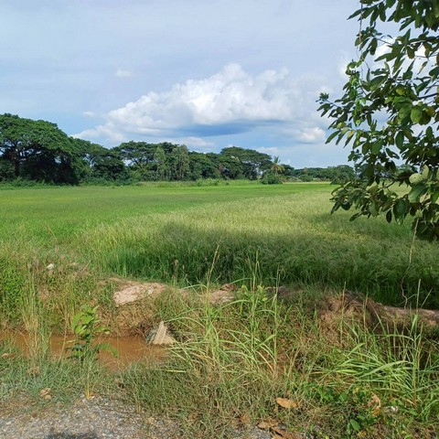 ขายที่นาสวย ติดคลองชนประทาน  5-0-84 ไร่  บ้านท่าตะเคียน  จอมทอง  เมืองพิษณุโลก   ZK532