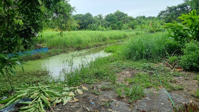 ขายที่ดิน หนองเพรางาย นนทบุรี 500 ตร.ว.หรือ 1 ไร่ 1 งาน