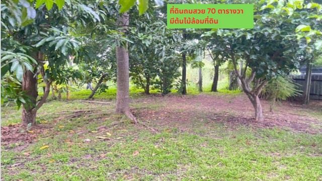 ขายที่ดินถมแล้วพร้อมสวนต้นไม้ร่มรื่น 70ตรว. ทำเลดีมาก ในซอยร่มรื่น เงียบสงบ  ดอนเมือง ซ.วัดเวฬุวนาราม 9 แยก14 กรุงเทพ