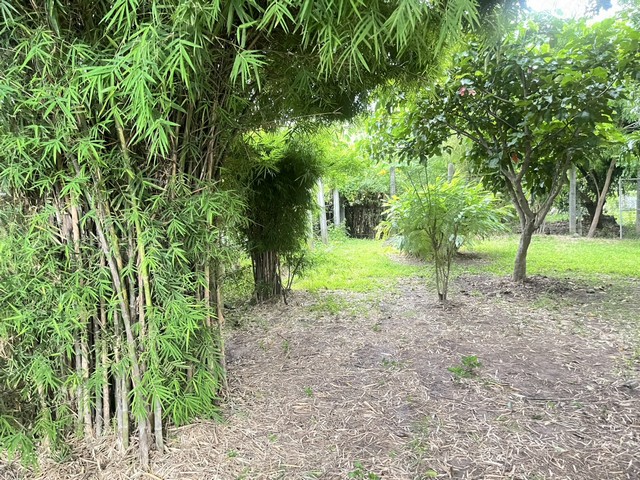 ขายที่ดินถมแล้วพร้อมสวนต้นไม้ร่มรื่น 70ตรว. ทำเลดีมาก ในซอยร่มรื่น เงียบสงบ  ดอนเมือง ซ.วัดเวฬุวนาราม 9 แยก14 กรุงเทพ