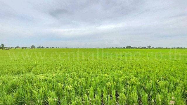 ที่ดินเปล่า 11-1-24 ไร่ คลองนิยมยาตรา บางบ่อ ทำเลดี ติดถนนหลัก