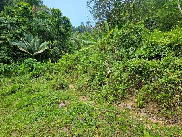 ขายที่เปล่าภูเก็ต ที่ดินอำเภอกะทู้ภูเก็ต ที่ภูเก็ตวิวภูเขาใกล้บ้านสวนล็อคปาล์ม มีความส่วนตัวติดถนนสาธารณะ ต.กะทู้ อ.กะทู้ จ.ภูเก็ต