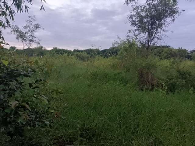 ขายที่ดินแปลงใหญ่ 8 ไร่ หน้ากองบิน 4 ซอย.โพธิสมบัติ อ.ตาคลี จ.นครสวรรค์ 