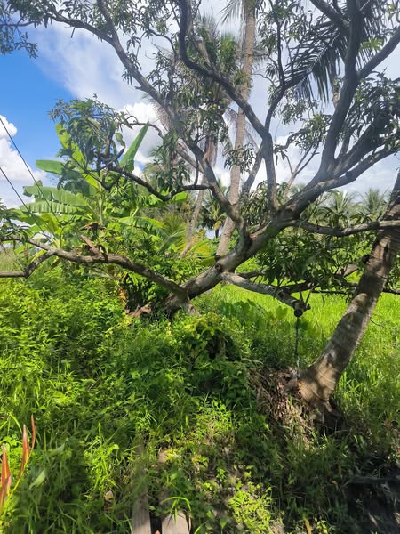  โอกาสทองสำหรับคนมองหาที่ดินทำเลดี ราคาถูกกว่าประเมิน! ที่ดินเปล่า บ้านแพ้ว – สมุทรสาคร 