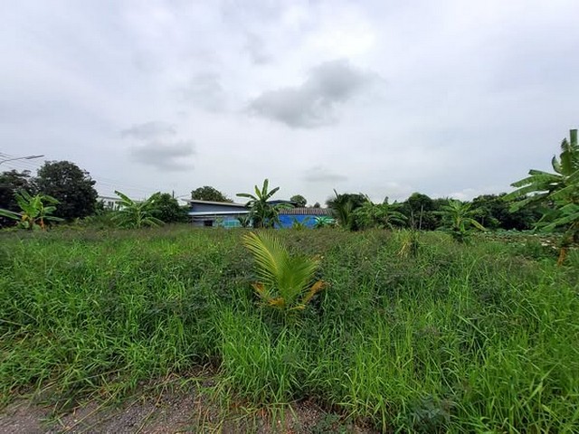 ขายถูก ที่ดิน 300 ตารางวา แบ่งได้ ติดถนนคอนกรีตสาธารณะ ถมแล้ว  ซอย คลองสาม 5/15 อ.คลองหลวง จ.ปทุมธานี