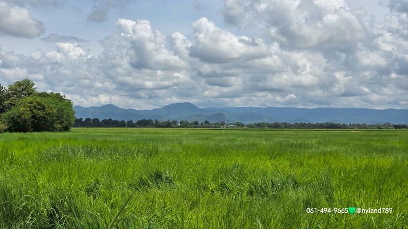 ขายที่สวยติดถนนเลียบคลอง 2 ด้าน ต.ท่าทราย อ.เมืองนครนายก ขายราคาเหมาะสมตามสภาพ มีไฟฟ้าเสาไฟแรงต่ำของการไฟฟ้าผ่านหน้าแปลง ไม่ต้องรอขยายเขต