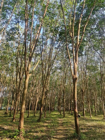 ขายที่สวนยางยกแปลง โฉนดครุฑแดง 5 ไร่ 30 ตารางวา ประจวบคีรีขันธ์