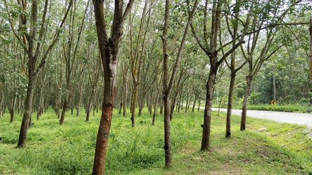 ขายที่ดินแปลงสวย ใกล้นิคมWHA เขาคันทรง ศรีราชา ชลบุรี FP-L01320 