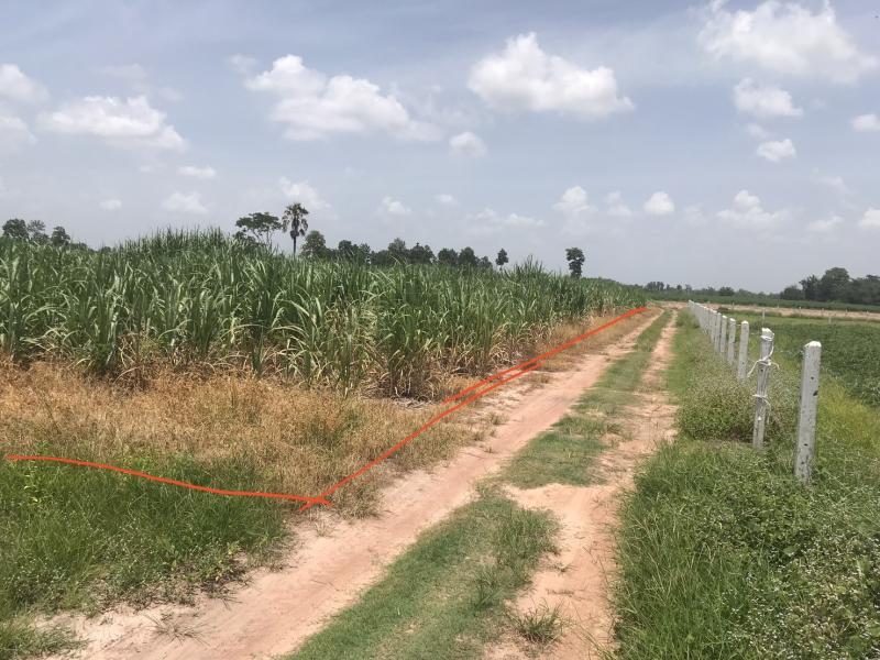 ขายที่ดินเปล่า บ้านหนองแวงเหนือ  มี4 แปลง ตำบลภูปอ เมืองกาฬสินธุ์ จังหวัดกาฬสินธุ์