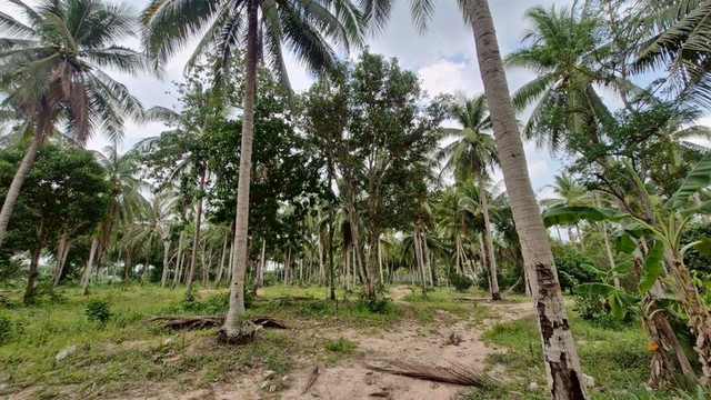 ขายที่ดินศรีราชา หนองเลง แปลงสวย ใกล้กรมที่ดินศรีราชา ชลบุรี FP-L01363 