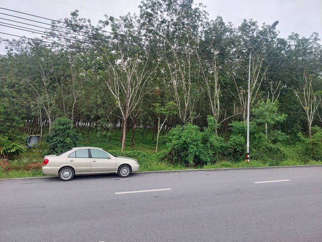 ขายที่ดิน พร้อมสวนยาง 29-0-61 ไร่ ถนนนาทวี ติดถนนปาดังเบซาร์ สะเดา สงขลา