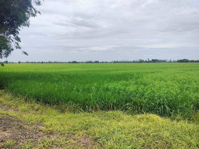 ที่นา 14-3-15 ไร่ ใกล้แหล่งน้ำ   ตำบลตาขีด  บรรพตพิสัย  นครสวรรค์   ZK574 