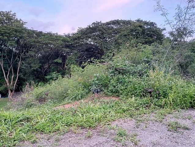 ที่ดินใกล้เขาใหญ่ ราคาไม่แรง อยู่ในโครงการชาญอิสระ เป็นเนินเขา มีโฉนด แหล่งโอโซนธรรมชาติ