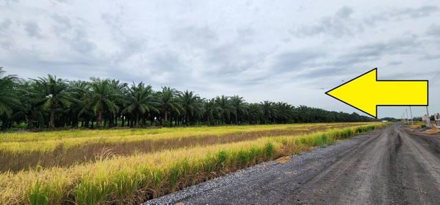 ขายที่ดินหนองเสือ คลอง 9 ขนาด 1 ไร่ ตลาดคลอง 8 วิลล่า ตลาดคลอง 9 เมืองใหม่ 