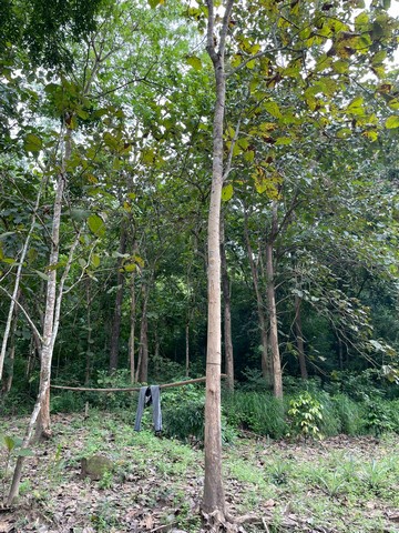 LV53307 ให้เช่า ที่ดินติดภูเขาเป็นเนินสวยเหมาะทำ poolvilla หรือร้านกาแฟ ใกล้สวนสัตว์เปิดเขาเขียว