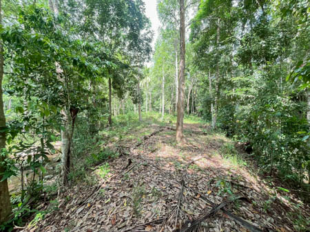 ขาย/ให้เช่าที่ดินติดถนนคอนกรีต ไฟฟ้าเข้าถึง พร้อมโฉนดพร้อมโอนทันที! ตำบลลี้ปะน้อย อำเภอเกาะสมุย จังหวัดสุราฎร์ธานี