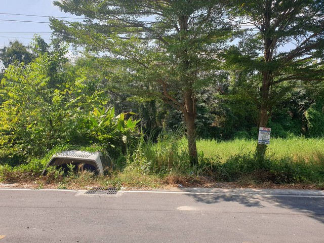 ต้องการขาย พื้นที่ดิน - ดีงาม