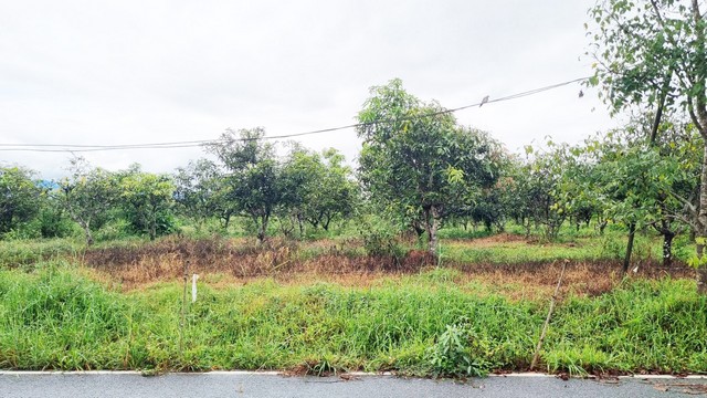 ขายที่ดินลี้ ลำพูน 23 ไร่กว่า วิวภูเขา บรรยากาศธรรมชาติ ราคาดี