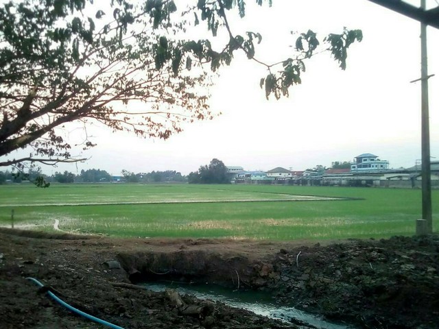 ขายที่ดิน 30-3-59.6 ไร่ อ.สามโคก ต.ท้ายเกาะ จ.ปทุมธานี ติดถนนใหญ่  3111 ปทุมธานี-สามโคก-เสนา ที่ดินแปลงสวย เหมาะทำการลงทุน 