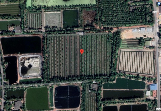 ขายที่ดิน สวนฝรั่ง เนื้อที่ 20-1-70 ตารางวา อ. สามพราน จ. นครปฐม