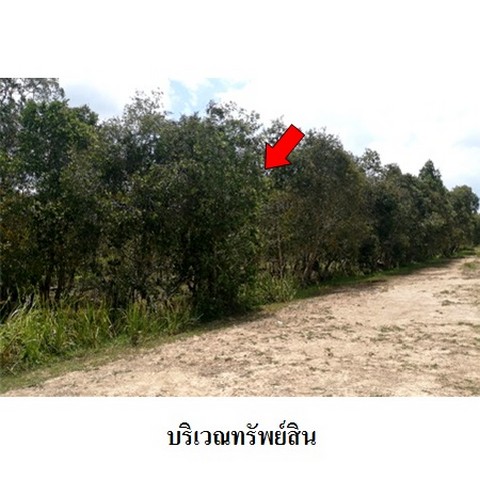   รหัสทรัพย์ (Code ID)  : PMS-1T0098  ราคา   8,825,800    บาท  ▸ เนื้อที่   232 ไร่ 1 งาน 87.0 ตร.ว    บ้านหันไปทางทิศ ตะวันตก   พิกัดทรัพย์ : https://maps.app.goo.gl/zSJ1JNFRBpVQFMjL8  สถานที่ใกล้เคียง   ▸ใกล้สวนปาล์มอัยการ  ▸ใกล้ที่พักสงฆ์ควนทะเลมอง   ▸ใกล้รีสอทร์      สอบถามเพิ่มเติม / นัดชม โทร. 097-419-5982(พลอย) โทร. 096-932-4624(ออมสิน) Line : @panaya (มี@ด้านหน้า)  ปรึกษาสินเชื่อฟรี One Stop Service ดูแลตั้งแต่ต้นจนจบบริษัท ปณยาคิดดี จำกัด 