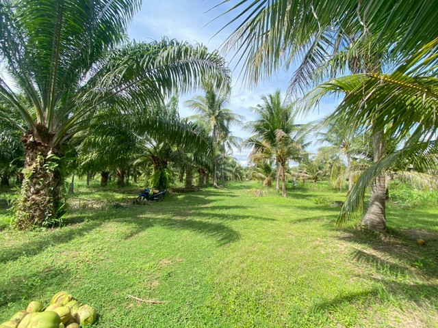 Lis: 94001ขายที่ดินสวย อำเภอหัวหิน ทับใต้ จังหวัดประจวบฯ 24 ไร่ 1งาน 73 ตารางวา เหมาะทำโครงการบ้านจัดสรร/รีสอร์ทได้เนื้อที่ดิน 24ไร่ 1งาน 73ตรว.ที่ดินมีปลูกปาล์ม และมะพร้าวน้ำหอมไว้ ปลูกไว้ประมาณ5ปีที่สวย รับเป็นโครงการหมู่บ้านได้ สงบ แต่เข้าจากถนนใหญ่ไม่ลึกที่ดินแบ่งขายได้ ขนาดขั้นต่ำ 10 ไร่ใกล้ รีสอร์ทโครงการหมู่บ้านหลายโครงการใกล้แหล่งชุมชนที่ตั้ง ต.ทับใต้ อ.หั