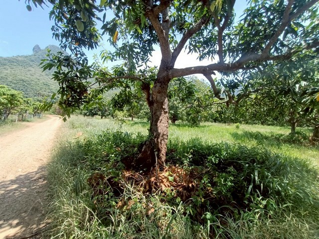 #Lis: 93755รายละเอียดทรัพย์- ที่ดินเปล่า เนื้อที่ 2 ไร่ 1งาน 24 ตร.ว.- ที่ถมแล้ว- มีไฟฟ้า น้ำประปา อินเตอร์เน็ตจุดเด่น- วิวภูเขา- รอบล้อมด้วยต้นไม้สีเขียว- ใกล้ชายหาดสถานที่ใกล้เคียง- ห่างจาก 7-11 เพียง1.4 กม.- ห่างจากสถานีตำรวจ เพียง 2.4 กม.- หาดสามร้อยยอด 4 กม.- ตลาดสด- สนามกอล์ฟ ปภ.4- โรงเรียน- ร้านอาหาร คาเฟ่ตำแหน่งที่ตั้ง https://maps.app.goo.gl/wnBJW3q54PNtKRWR6>>>> ราคา 4,330,000 บาท สามารถนัดเข้าชมสถานที่จริง