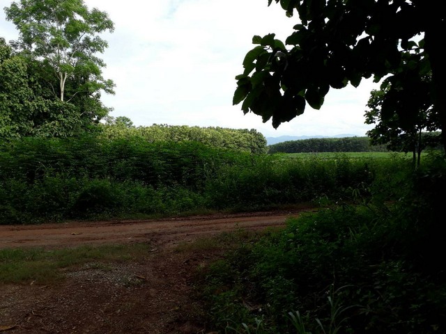 ขายที่ดิน สวนสัก สวนยาง เหมา 34ไร่2งาน 24.15ล้านบาท โฉนดทุกแปลง ต.สถาน อ.เชียงของ เชียงรายขายที่ดิน สวนสัก สวนยาง เหมา 34ไร่2งาน24.15ล้านบาท โฉนดทุกแปลงต.สถาน อ.เชียงของ เชียงรายที่ดินขายเหมา ยกแปลง 34ไร่ 2งานราคาไร่ละ 700,000 บาทรวมราคา 24,150,000 บาท (24.15 ล้านบาท)ผู้ซื้อออกค่าโอนทั้งหมดที่ตั้ง ม.1 ต.สถาน อ.เชียงของ จ.เชียงรายหลังโรงเรียน บ้านน้ำม้า ซอย 5ปากทางเข้า มีร้านกาแฟ อู่ข้าว อู