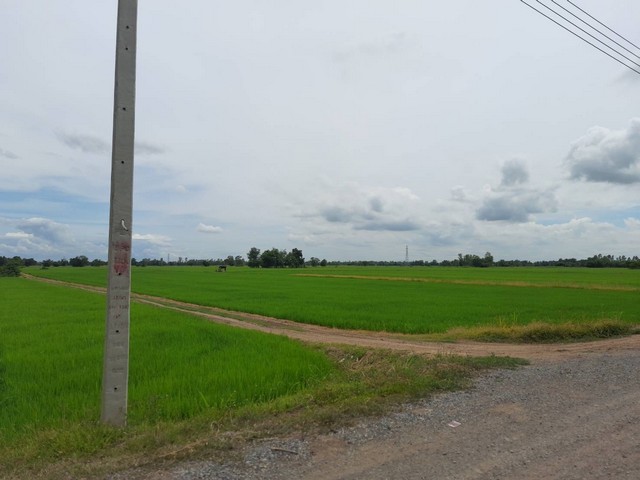 ขายด่วนราคาถูก ที่ดิน ที่นา 26-2-51ไร่ 2.27ล้านบาทถนน ไฟฟ้า สระน้ำ บาดาลพร้อม ต.หนองกระเจา อ.ชุมแสง นครสวรรค์ขายด่วน ราคาถูกที่ดิน ที่นา 26 ไร่ 2งาน 51 ตรว.ต.หนองกระเจา อ.ชุมแสง นครสวรรค์ลดราคาจากปกติ ไร่ละ 120,000 บาท ลดเหลือ ไร่ละ 85,000 บาทขายราม 2,270,000บาท โอนคนละครึ่ง ต่อรองได้ถนน ไฟฟ้า น้ำบาดาล พร้อมห่างเสาไฟ  50 เมตรถนนดิน กว้าง 4 เมตร, รถ 6 ลัอ เข้าได้ลงทุนขุดสระ บาดาลแล้ว ไป 2 แสน บา�