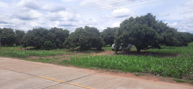 ขายที่ดินสวนลำไย 9-2-87ไร่ 3.8ลบ.ถ.คอนกรีต2เลน น้ำประปา ไฟฟ้า ใกล้ถนน ชม.-พร้าว บ้านร่มเกล้า ต.แม่แวน อ.พร้าว เชียงใหม่ขายที่ดินสวนลำไย พื้นที่ 9ไร่ 2งาน 87ตรว.เอกสารโฉนดครุฑอดงพร้อมโอนหน้ากว้าง 54 เมตร ลึก 313 เมตรติดถนนคอรกรีต 2 เลน เข้าออกสะดวก วิวเขาไกลๆน้ำประปา ไฟฟ้า ผ่านแปลงมีต้นลำไยพร้อมเก็บผลผลิตทุกปีขายราคา 3,800,000 บาท ต่อรองได้พิกัด บ้านร่มเกล้า หมู่10 ซอย7 ต.แม่แวน อ