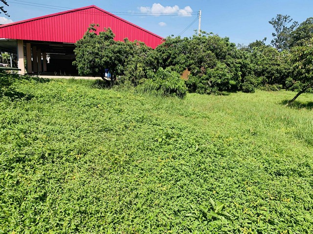 ขายที่ดินเปล่า 2งาน36ตรว. 1.5ลบ. น้ำไม่ท่วม น้ำประปา ไฟฟ้า เข้าถึง ต.ยางเนิ้ง อ.สารภี เชียงใหม่ขายที่ดินเปล่า 2 งาน 36 ตรว. น้ำไม่ท่วม เหมาะสำหรับสร้างที่อยู่อาศัย หอพักอยู่ในแหล่งชุมชน การเดินทางสะดวกสบาย ไม่ไกลจากแหล่งความอำนวยความสะดวกอยู่ในเขตเทศบาล ห่างจากตัวเมือง 15 กม. การเดินทางสะดวกได้หลายทางทั้งสายต้นยาง ถนนเรียบรางรถไฟ และถนนสายซุปเปอร์ไฮเวย์ราคาเ�