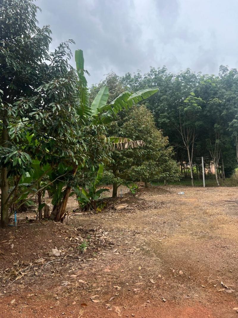 ขายสวนทุเรียน ทำเลทอง ติดถนน อำเภอวังจันทร์ จังหวัดระยองที่ตั้ง : ซอยสำนักตาเสือ–คลองไผ่ หมู่ 2 ตำบลพลงตาเอี่ยม อำเภอวังจันทร์ จังหวัดระยอง 21210พิกัด : https://maps.app.goo.gl/fU5ctqFgdV19tyzMAขนาดเนื้อที่ : 5 ไร่รายละเอียด-สวนทุเรียนหมอนทอง เนื้อที่ 5 ไร่-ต้นทุเรียนอายุประมาณ 4 ปีครึ่ง จำนวน 150 ต้น-สวนพร้อมระบบ รดน้ำเสียบปลั๊กใช้งานได้ทันที-มี บ้านพักในสวน พร้อมห้องน้ำ-ที่ดินติด ถนนคอนกร�