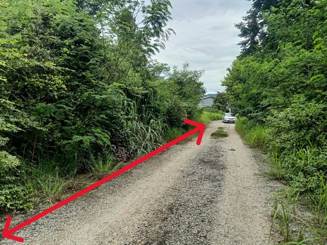 ขายที่ดินเปล่า 186ตรว. 651,000บ. ถนนหินคลุก หลังวัดป่าตึงงาม ใกล้ถ.ซุปเปอร์2.2กม. ต.ป่าสัก อ.เมืองลำพูนขายที่ดินเปล่า เอกสารโฉนดครุฑแดง พร้อมโอนพื้นที่ 186 ตรว. หน้ากว้าง 30 เมตร ลึก 25 เมตรขายราคา 651,000 บาท โอนคนละครึ่งติดถนนหินคลุก เข้าซอยจากถนนหลักลาดยาง 2เลน 55 เมตรไฟฟ้า น้ำประปา ต้องเดินเรื่อง ขยายเขตร 55 เมตรทำเลสร้างบ้านสวน มีเพื่อนบ้านปากซอยอยู่ใกล้ศรีลำดวนแอร์ หลังวั