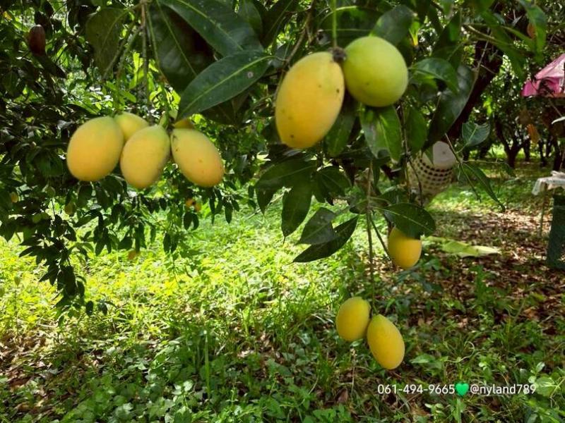 สนใจมาเที่ยวชมโทร ติดต่อ นกได้หลายช่องทางนะคะโทร. 061-494-9665โทร. 063-635-5651 (เบอร์นี้ไลน์เต็มค่ะ)ไลน์ไอดี : @nyland789(ไลน์คลิ๊กแล้วทักมาได้เลยค่ะ) https://lin.ee/R8sP0rj____________________________ถามหาที่สวนเดินทางง่ายๆใกล้ รร.นายร้อยจปร. ราคาดีมาแปลงนี้ค่ะตรว.ละ 3,500 เนื้อที่ 3 ไร่ 2 งาน ราคาไร่ละ 1.4 ล้าน(ยกแปลง 4.9 ล้าน) ที่สวนราคานี้หายากแล้วค่ะ ที่นาบางแปลงไกลโพ้นทะเลขายแพงเวอร์วังแปลงนี้ผลไม้ให้ผลผลิตติดล�