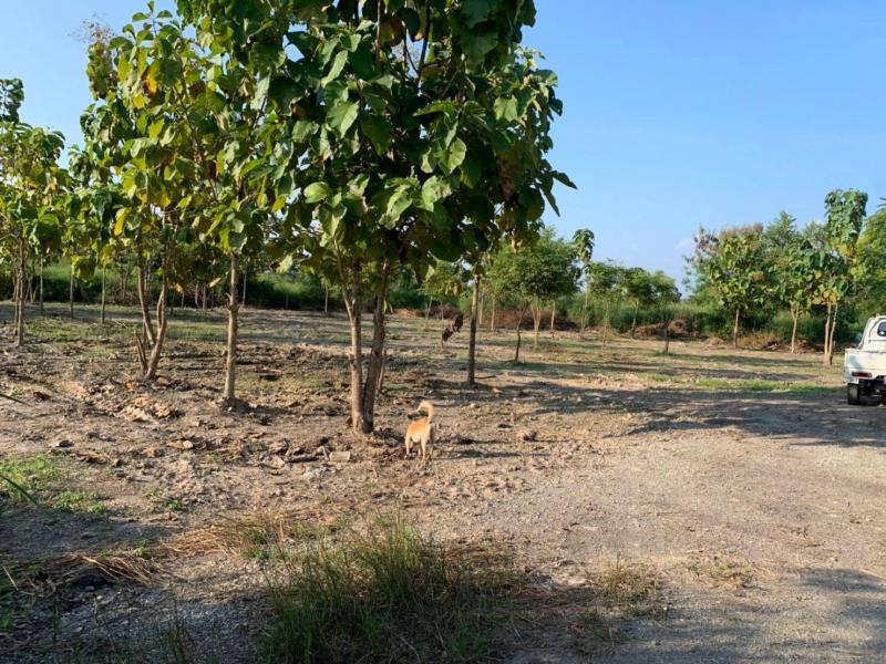 ขายที่ดินแบ่ง 216ตรว. 756,000บ. ถนน น้ำ ไฟฟ้า บ้านสันทราย ต.บ้านธิ อ.บ้านธิ ลำพูนขายที่ดินเปล่า เอกสารครุฑแดง แบ่งครึ่งขาย 2 แปลง แปลง ละ 216 ตรว.หน้ากว้างแปลงละ 18 เมตร ลึก 49 เมตรขาย ตรว. ละ 3,500 บาท , ค่ารังวัด แบ่งแปลง เจ้าของออกเองราคารวม 756,000 บาท โอนคนละครึ่งถนนหน้าแปลงเป็นหินคลุกทางเข้าสะดวกกว้าง 7 เมตรน้ำประปา ไฟฟ้าเกษตร มีใช้ในแปลงมีต้นพยุง และต้นสัก อายุ 10ปี รวม 30กว่าต้น�