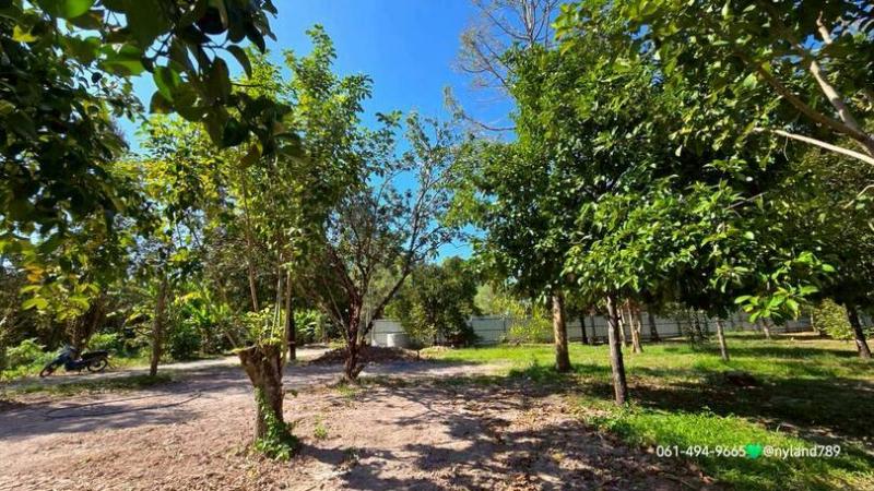 สนใจมาเที่ยวชมโทร ติดต่อ นกได้หลายช่องทางนะคะโทร. 061-494-9665โทร. 063-635-5651 (เบอร์นี้ไลน์เต็มค่ะ)ไลน์ไอดี : @nyland789(ไลน์คลิ๊กแล้วทักมาได้เลยค่ะ) https://lin.ee/R8sP0rj____________________________สวนผลไม้รวม ใกล้เขื่อนขุนด่าน 1 ไร่ 2.7 ล้านต.หินตั้ง อ.เมือง จ.นครนายกโฉนดครุฑแดงพร้อมโอนรูปที่สวย หน้าติดถนนคอนกรีตประมาณ 40 เมตรมีผลไม้หลากหลายให้ผลผลิตแล้ว ดังนี้ทุเรียนที่เก็บผลได้เเล้ว 13 ต้น ทุเรียนต้นเล็ก 10 �