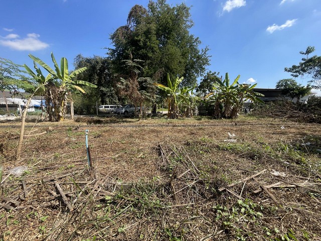 ที่ดินใกล้แยกสันกลางใหม่ ทำเลดี อยู่ในเขตสารภี ต.ไชยสถาน  ห่างจากสนามบิน 11 กม. ห่างจากแยกสันกลาง 2 กม.  ห่างจากแยกตลาดเจริญ เจริญ เพียง 2 กม. ห่างจากถนน 1317 เพียง 1.6 กม. ในเขตชุมชน น้ำ ไฟ พร้อม ติดถนนสาธารณะ 3 ด้าน  เนื้อที่ 200 ตารางวา ขายยกแปลง ตารางวาละ 12,500 บาทสนใจติดต่อสอบถาม 094.2893646 มัสรับสายค่ะ 