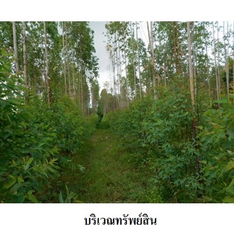 ขายที่ดินว่างเปล่า ถนน สายบ้านยางบ่า-โคกสูง (ชย.4077) ตำบล โคกสูง อำเภอ เมืองชัยภูมิ จังหวัด ชัยภูมิ