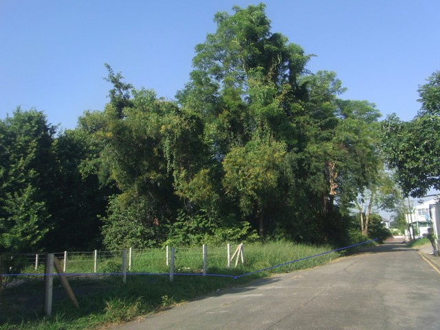 สอบถาม โทร. 098-415-3644                  ขายที่ดิน 140 ตารางวา หมู่บ้านปาริชาติ โครงการติดถนนทางหลวง 345 รุปแปลงสวย ทิศทางดี  ต.บางคูวัด อ.เมือง จ.ปทุมธานี  ที่ดินหน้ากว้าง 28 เมตร ลึก 21 เมตร ด้านหน้าที่ดินเป็นถนนคอนกรีต อยู่โซน A ต้นโครงการฯ ใกล้ป้อม รปภ  เหมาะสร้างบ้านที่อยู่อาศัย ทำเลติวานนท์- วงแหวน ใกล้โรบินสัน ไลฟ์สโตล์ราชพฤกษ์ ใกล้ทางด่วน ศรีสมาน สามารถเข้าออกได้หลายทาง ในโครง