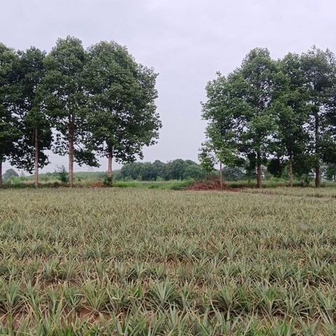 TEL : 092-288 9359 คุณดนิตาLine : https://line.me/ti/p/yxo92dHWP1รายละเอียด : เนื้อที่ขนาด 108-3-80 ไร่  (43,580 ตรว.)ไฟ 3 เฟสหน้าเเปลงน้ำขยายเขตถนนคอนกรีต10เมตรมีท่อระบายน้ำหน้ากว้างติดถนน 200 เมตรมีบ่อน้ำใช้ในการเกษตรในที่ดินประมาณ 10 ไร่ราคาไร่ละ 4,000,000 ลบ.ราคาตารางวา 10,000 บาท ราคาขายยกแปลง 435,800,000 ลบ. ค่าโอน 50/50 สถานที่ใกล้เคียง : - ใกล้นิคมโรจนะบ่อวิน2/900เมตร- ท่าเรือแหลมฉบัง 34กม.- นิคมมาบตาพุด59กม.- สนามบินอู่ตะเภา51กม.F-A4