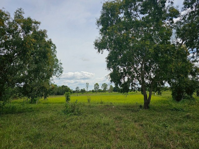 ขายที่ดินมหาสารคาม ติดทางสาธารณะ เนื้อที่ 4 ไร่ 3 งาน 4 ตารางวา  มหาสารคามที่ตั้ง : ตำบลขามเรียง อำเภอกันทรวิชัย มหาสารคาม 44150ขนาดที่ดิน : เนื้อที่ 4 ไร่ 3 งาน 4 ตารางวารายละเอียด- เป็นที่นา ติดทางสาธารณะ- ไม่ไกลจากมหาวิทยาลัยมหาสารคาม - สามารถเดินทางเข้าออกได้สะดวก- ทำเลดี ที่ดินแปลงใหญ่สวย ใกล้ตัวอำเภอกันทรวิชัย บรรยากาศดี เหมาะสำหรับทำรีสอร์ท โกดังโรงงาน ที่อยู